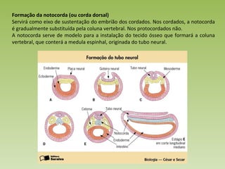 Formação da notocorda (ou corda dorsal) Servirá como eixo de sustentação do embrião dos cordados. Nos cordados, a notocorda é gradualmente substituída pela coluna vertebral. Nos protocordados não.  A notocorda serve de modelo para a instalação do tecido ósseo que formará a coluna vertebral, que conterá a medula espinhal, originada do tubo neural.  