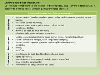 Destino dos folhetos embrionários Os folhetos constituem-se de células indiferenciadas, que sofrem diferenciação. A notocorda e o tubo neural também participam desse processo. Ectoderme Mesoderme Endoderme 