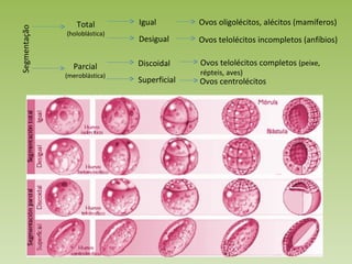Segmentação Total (holoblástica) Parcial (meroblástica) Igual Desigual Ovos oligolécitos, alécitos (mamíferos) Ovos telolécitos incompletos (anfíbios) Discoidal Superficial Ovos telolécitos completos  (peixe, répteis, aves) Ovos centrolécitos 