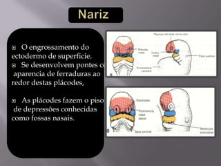   O engrossamento do
ectodermo de superficie.
 Se desenvolvem pontes com
 aparencia de ferraduras ao
redor destas plácodes,

  As plácodes fazem o piso de
 de depressões conhecidas
como fossas nasais.
 