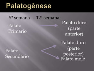 5ª semana - 12ª semana
                          Palato duro
 Palato
                             (parte
 Primário
                           anterior)
                          Palato duro
                             (parte
Palato
                           posterior)
Secundário
                          Palato mole
 