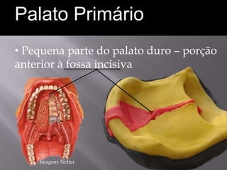 Palato Primário
• Pequena parte do palato duro – porção
anterior à fossa incisiva




    Imagem: Netter
 
