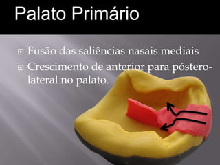 Palato Primário
   Fusão das saliências nasais mediais
   Crescimento de anterior para póstero-
    lateral no palato.
 