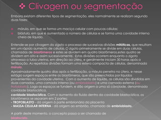 Embora existam diferentes tipos de segmentação, eles normalmente se realizam segundo
duas fases:

   mórula, em que se forma um maciço celular com poucas células;
   blástula, em que é aumentado o número de células e se forma uma cavidade interna
    cheia de líquido.

Entende-se por clivagem do zigoto o processo de sucessivas divisões mitóticas, que resultam
em um rápido aumento de células. O zigoto primeiramente se divide em duas células,
chamadas de blastômeros e estes se dividem em quatro blastômeros,estes quatro se
dividem em oito e assim sucessivamente. Estas divisões ocorrem enquanto o zigoto
atravessa a tuba uterina, em direção ao útero, e geralmente iniciam 30 horas após a
fertilização. As repetidas divisões formam uma esfera compacta de células, denominada
mórula.
Aproximadamente quatro dias após a fertilização, a mórula penetra no útero, e nesse
estágio surgem espaços entre os blastômeros, que são preenchidos por líquidos
provenientes da cavidade uterina. Com o aumento de líquido, as células são divididas em
duas camadas, uma camada interna (ou embrioblasto) e uma camada externa (ou
trofoblasto). Logo os espaços se fundem, e dão origem a uma só cavidade, denominada
cavidade blastocística.
cavidade blastocística. Com o aumento do fluido dentro da cavidade blastocística, os
blastômeros se separam em 2 partes:
- TROFOBLASTO - dá origem à parte embrionária da placenta
- MASSA CELULAR INTERNA - dá origem ao embrião, chamado de embrioblasto.

A partir deste momento, o concepto passa a ser chamado de
blastocisto.
 