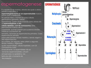 É a seqüência de eventos, através dos quais a célula
primitiva masculina, a
espermatogônia torna-se um espermatozóide maduro,
pronto para a fertilização.
No período fetal, o homem já possui células
germinativas (gametas, células
reprodutivas), porém ainda imaturas. Estas células são
as espermatogônias, e são
células diplóides, com 46 cromossomos. Estas
permanecem inativas até a
puberdade, quando passam por sucessivas divisões
mitóticas e aumentam de
tamanho, tornando-se espermatócitos primários. Cada
espermatócito primário
passa pela primeira divisão meiótica, dando origem a
dois espermatócitos
secundários. Em seguida, estes sofrem a segunda
divisão meiótica, originando
quatro espermátides, células haplóides, com 23
cromossomos cada.
Gradualmente, as espermátides vão se
 tornando espermatozóides, e ficam
armazenados no epidídimo, nos
testículos até o momento da
 fecundação.
 