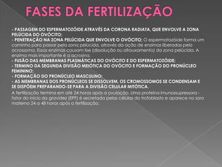 - PASSAGEM DO ESPERMATOZÓIDE ATRAVÉS DA CORONA RADIATA, QUE ENVOLVE A ZONA
PELÚCIDA DO OVÓCITO;
- PENETRAÇÃO NA ZONA PELÚCIDA QUE ENVOLVE O OVÓCITO; O espermatozóide forma um
caminho para passar pela zona pelúcida, através da ação de enzimas liberadas pelo
acrossoma. Essas enzimas causam lise (dissolução ou afrouxamento) da zona pelúcida. A
enzima mais importante é a acrosina.
- FUSÃO DAS MEMBRANAS PLASMÁTICAS DO OVÓCITO E DO ESPERMATOZÓIDE;
- TERMINO DA SEGUNDA DIVISÃO MEIÓTICA DO OVÓCITO E FORMAÇÃO DO PRONÚCLEO
FEMININO;
- FORMAÇÃO DO PRONÚCLEO MASCULINO;
- AS MEMBRANAS DOS PRONÚCLEOS SE DISSOLVEM, OS CROMOSSOMOS SE CONDENSAM E
SE DISPÕEM PREPARANDO-SE PARA A DIVISÃO CELULAR MITÓTICA.
A fertilização termina em até 24 horas após a ovulação. Uma proteína imunossupressora -
fator do início da gravidez (EPF) é secretada pelas células do trofoblasto e aparece no soro
materno 24 a 48 horas após a fertilização.
 