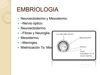 Neuroectodermo Embriologia | PPTX