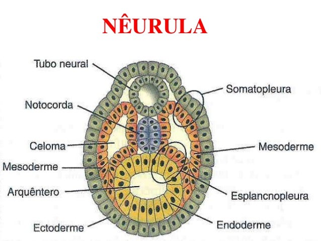 Resultado de imagen para neurula
