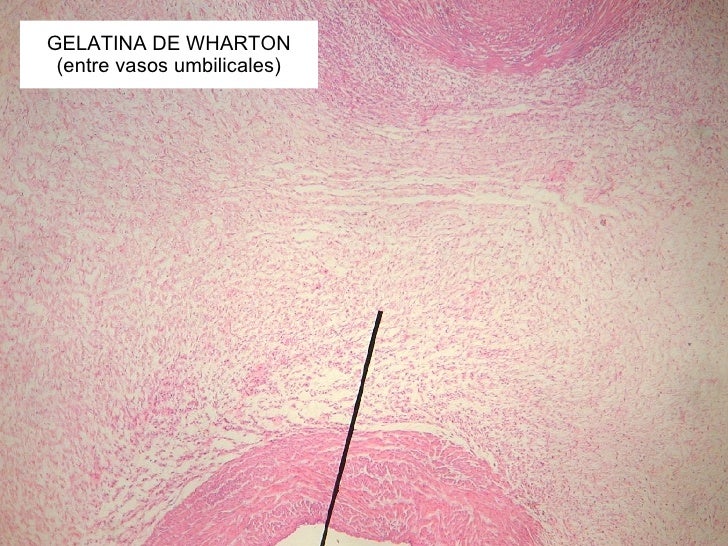 Reproduccion y embriologia por Prof. Lucía Tosolini