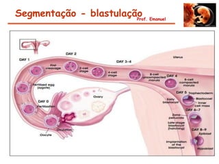 Segmentação - blastulação Emanuel
                        Prof.




                   Nó
                embrionário




                Blastocele




                Trofoblasto
 