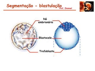 Segmentação - blastulação Emanuel
                        Prof.




                   Nó
                embrionário




                Blastocele




                Trofoblasto
 