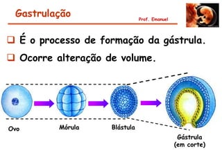 Gastrulação                   Prof. Emanuel




 É o processo de formação da gástrula.
 Ocorre alteração de volume.




Ovo       Mórula    Blástula
                                                Gástrula
                                               (em corte)
 