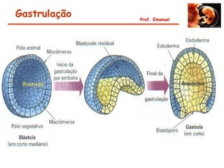 Gastrulação   Prof. Emanuel
 