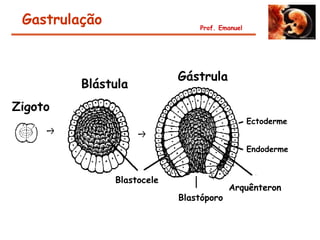 Gastrulação                    Prof. Emanuel




                            Gástrula
         Blástula
Zigoto
                                                Ectoderme


                                                Endoderme


               Blastocele
                                         Arquênteron
                            Blastóporo
 