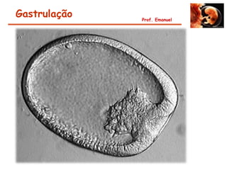 Gastrulação   Prof. Emanuel
 