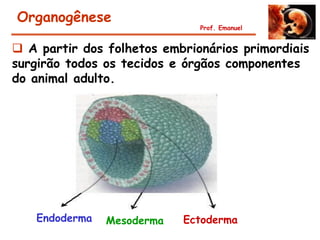 Organogênese
                              Prof. Emanuel


 A partir dos folhetos embrionários primordiais
surgirão todos os tecidos e órgãos componentes
do animal adulto.




   Endoderma   Mesoderma   Ectoderma
 
