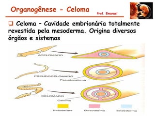 Organogênese - Celoma       Prof. Emanuel


 Celoma – Cavidade embrionária totalmente
revestida pela mesoderma. Origina diversos
órgãos e sistemas
 