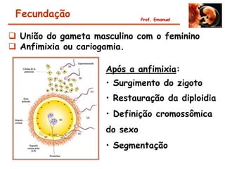 Fecundação                    Prof. Emanuel



 União do gameta masculino com o feminino
 Anfimixia ou cariogamia.

                     Após a anfimixia:
                     • Surgimento do zigoto
                     • Restauração da diploidia
                     • Definição cromossômica
                     do sexo
                     • Segmentação
 