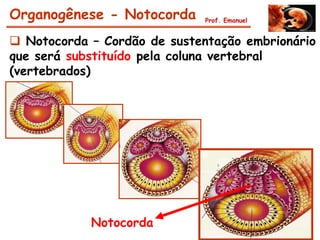 Organogênese - Notocorda      Prof. Emanuel


 Notocorda – Cordão de sustentação embrionário
que será substituído pela coluna vertebral
(vertebrados)




            Notocorda
 