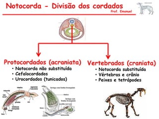 Notocorda - Divisão dos cordados
                                         Prof. Emanuel




Protocordados (acraniata)       Vertebrados (craniata)
  • Notocorda não substituída     • Notocorda substituída
  • Cefalocordados                • Vértebras e crânio
  • Urocordados (tunicados)       • Peixes e tetrápodes
 