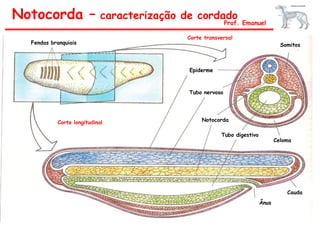 Notocorda –                 caracterização de cordado
                                                           Prof. Emanuel

                                           Corte transversal
  Fendas branquiais                                                              Somitos



                                            Epiderme



                                            Tubo nervoso




           Corte longitudinal                   Notocorda

                                                       Tubo digestivo
                                                                               Celoma




                                                                                   Cauda
                                                                        Ânus
 