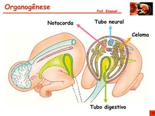 Organogênese             Prof. Emanuel



           Notocorda    Tubo neural

                                         Celoma




                       Tubo digestivo
 