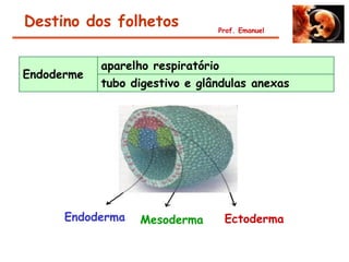 Destino dos folhetos            Prof. Emanuel




            aparelho respiratório
Endoderme
            tubo digestivo e glândulas anexas




      Endoderma   Mesoderma      Ectoderma
 
