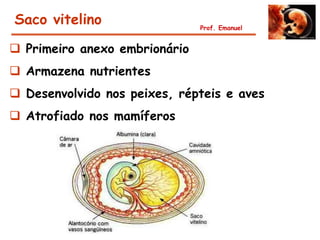 Saco vitelino                  Prof. Emanuel


 Primeiro anexo embrionário
 Armazena nutrientes
 Desenvolvido nos peixes, répteis e aves
 Atrofiado nos mamíferos
 