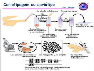 Cariotipagem ou cariótipo
                            Prof. Emanuel
 
