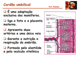 Cordão umbilical             Prof. Emanuel


 É uma adaptação
exclusiva dos mamíferos.
 liga o feto e a placenta
materna.
 Apresenta duas
artérias e uma única veia
 Garante a nutrição e
respiração do embrião.
 Formado pelo alantóide
e pela vesícula vitelínica
 