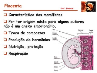 Placenta                     Prof. Emanuel


 Característica dos mamíferos
 Por ter origem mista para alguns autores
não é um anexo embrionário.
 Troca de compostos
 Produção de hormônios
 Nutrição, proteção
 Respiração
 