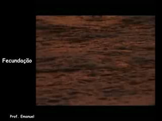 Fecundação




  Prof. Emanuel
 