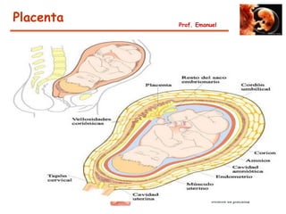 Placenta   Prof. Emanuel
 
