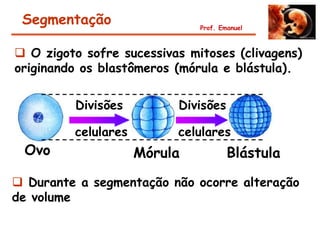 Segmentação                  Prof. Emanuel



 O zigoto sofre sucessivas mitoses (clivagens)
originando os blastômeros (mórula e blástula).

         Divisões         Divisões

         celulares        celulares
 Ovo                 Mórula           Blástula

 Durante a segmentação não ocorre alteração
de volume
 