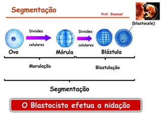 Segmentação                                 Prof. Emanuel

                                                            (blastocele)
        Divisões              Divisões


        celulares             celulares

Ovo                  Mórula                 Blástula

        Morulação                         Blastulação



                    Segmentação

      O Blastocisto efetua a nidação
 