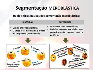 Segmentação MEROBLÁSTICA
Há dois tipos básicos de segmentação meroblástica:
DISCOIDAL SUPERFICIAL
• Ocorre em ovos telolécito.
• O único local a se dividir é o disco
do citoplasma (polo animal).
• Ocorre em ovos centrolécitos.
• Divisões ocorrem no núcleo que
posteriormente migram para a
periferia.
 