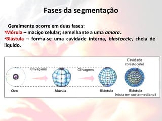 Fases da segmentação
Geralmente ocorre em duas fases:
•Mórula – maciço celular; semelhante a uma amora.
•Blástula – forma-se uma cavidade interna, blastocele, cheia de
líquido.
 