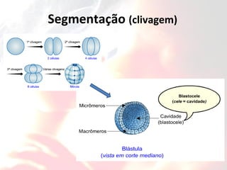 Segmentação (clivagem)
 