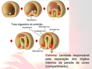 Celoma: cavidade responsável
pela separação dos órgãos
internos da parede do corpo
(compartimento).
Tubo digestório do embrião.
 