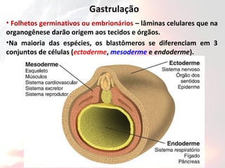 Gastrulação
• Folhetos germinativos ou embrionários – lâminas celulares que na
organogênese darão origem aos tecidos e órgãos.
•Na maioria das espécies, os blastômeros se diferenciam em 3
conjuntos de células (ectoderme, mesoderme e endoderme).
 