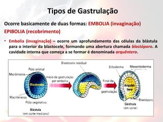 Tipos de Gastrulação
Ocorre basicamente de duas formas: EMBOLIA (invaginação)
EPIBOLIA (recobrimento)
• Embolia (invaginação) – ocorre um aprofundamento das células da blástula
para o interior da blastocele, formando uma abertura chamada blastóporo. A
cavidade interna que começa a se formar é denominada arquêntero.
Mesentoderma
 