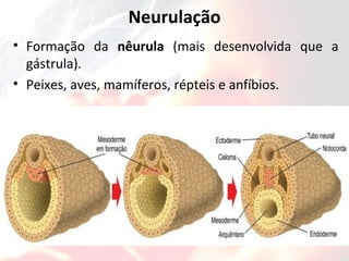 Neurulação
• Formação da nêurula (mais desenvolvida que a
gástrula).
• Peixes, aves, mamíferos, répteis e anfíbios.
 