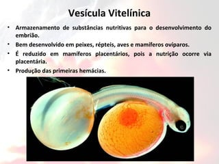 Vesícula Vitelínica
• Armazenamento de substâncias nutritivas para o desenvolvimento do
embrião.
• Bem desenvolvido em peixes, répteis, aves e mamíferos ovíparos.
• É reduzido em mamíferos placentários, pois a nutrição ocorre via
placentária.
• Produção das primeiras hemácias.
 