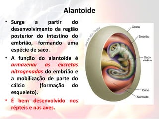 Alantoide
• Surge a partir do
desenvolvimento da região
posterior do intestino do
embrião, formando uma
espécie de saco.
• A função do alantoide é
armazenar as excretas
nitrogenadas do embrião e
a mobilização de parte do
cálcio (formação do
esqueleto).
• É bem desenvolvido nos
répteis e nas aves.
 