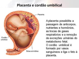 Placenta e cordão umbilical
 