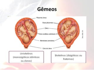 Gêmeos
 