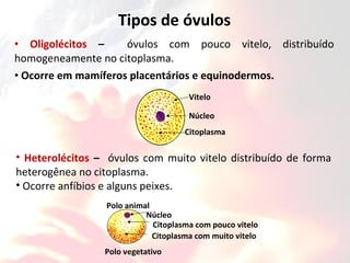 • Oligolécitos – óvulos com pouco vitelo, distribuído
homogeneamente no citoplasma.
• Ocorre em mamíferos placentários e equinodermos.
Vitelo
Núcleo
Citoplasma
Tipos de óvulos
• Heterolécitos – óvulos com muito vitelo distribuído de forma
heterogênea no citoplasma.
• Ocorre anfíbios e alguns peixes.
Polo animal
Polo vegetativo
Núcleo
Citoplasma com pouco vitelo
Citoplasma com muito vitelo
 