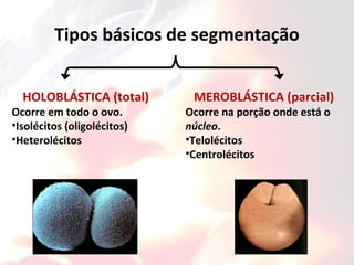 Tipos básicos de segmentação
HOLOBLÁSTICA (total)
Ocorre em todo o ovo.
•Isolécitos (oligolécitos)
•Heterolécitos
MEROBLÁSTICA (parcial)
Ocorre na porção onde está o
núcleo.
•Telolécitos
•Centrolécitos
 