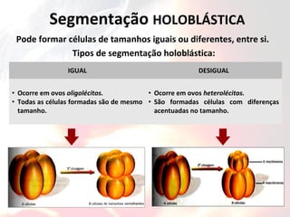 Segmentação HOLOBLÁSTICA
Pode formar células de tamanhos iguais ou diferentes, entre si.
Tipos de segmentação holoblástica:
IGUAL DESIGUAL
• Ocorre em ovos oligolécitos.
• Todas as células formadas são de mesmo
tamanho.
• Ocorre em ovos heterolécitos.
• São formadas células com diferenças
acentuadas no tamanho.
 