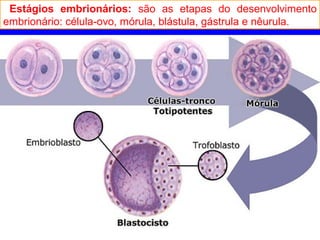Estágios embrionários: são as etapas do desenvolvimento
embrionário: célula-ovo, mórula, blástula, gástrula e nêurula.
 
